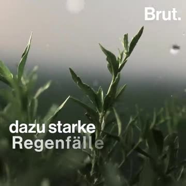 BRUT Olivenöl-Krise