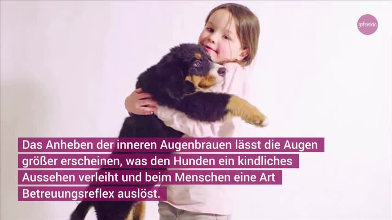 190621-Hundeblick Evolution Wibbitz