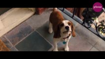 DE_MANAGE-190611-trailer-bailey-ein-hund-kehrt-zurück