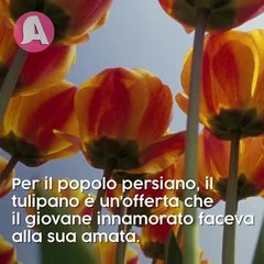 Fiori ed il loro significato