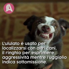Linguaggio dei cani: come capirlo!
