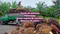 Peligros del aceite de palma