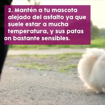 Cómo mantener a tus mascotas frescas en verano
