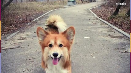 Télécharger la video: Razas de perros para familias