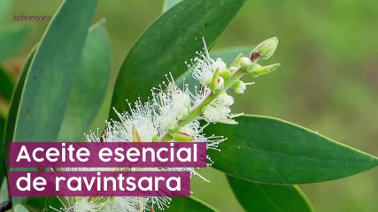 Curar el resfriado con aceites esenciales