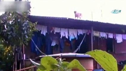 Ev sahibinden kediye kötü şaka