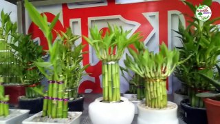 Design Of Lucky Bamboo|Indoor Plant Lucky Bamboo