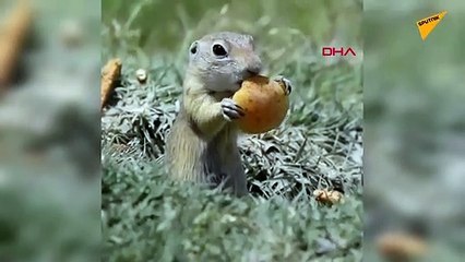 Sevimli sincabın kayısı yeme anı görüntülendi