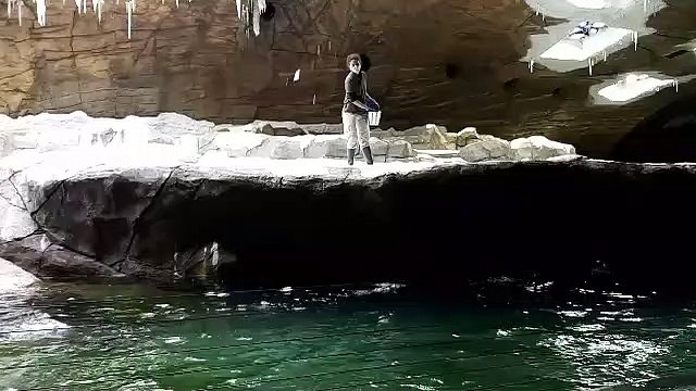 C'est l'heure du repas dans la grotte aux manchots à Pairi Daiza