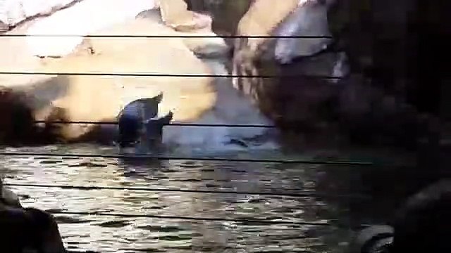 Les papous se taquinent sur l'île de la grotte aux manchots de Pairi Daiza