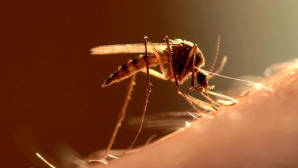Are you allergic to mosquito bites?