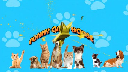 CUTE DRESSED KITTENS PRESENT IN BEAUTY CONTEST