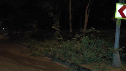 Üsküdar'da ağaç yola devrildi