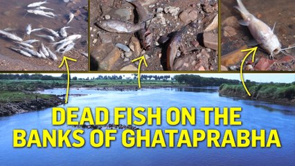 Water pollution killing fish in Bagalkot