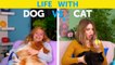 Life With Dog Vs Life With Cat. Corgi Life || Relatable Facts By 5-Minute Fun