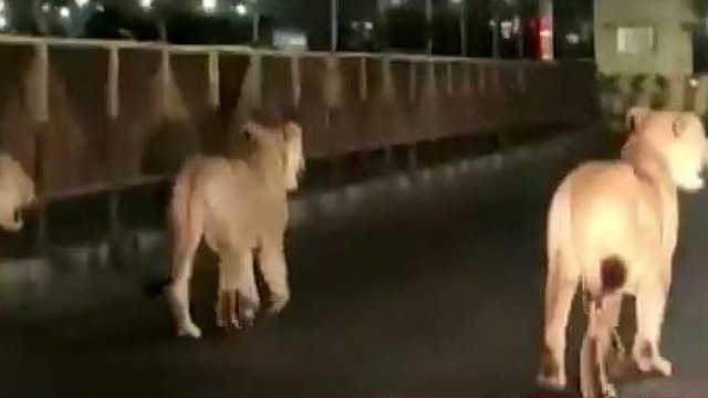 Five lions found roaming on highway in Gujarat's Amreli