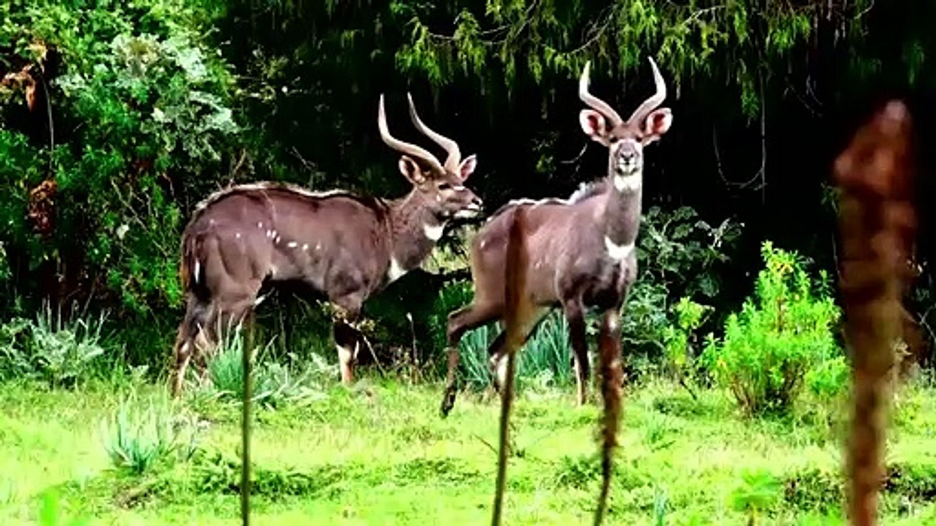 Ethiopian wildlife