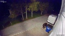 Bear Casually Rummages Through Trash Can For Tortilla Chips