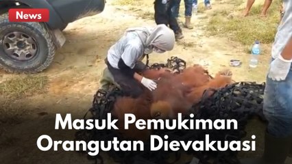 ORANGUTAN MASUK PEMUKIMAN !!