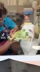 how cute a smile of a dog ♥️