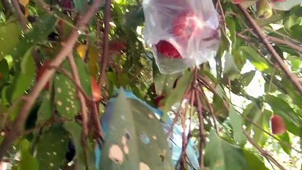 Picking guava fruit at home Indonesia