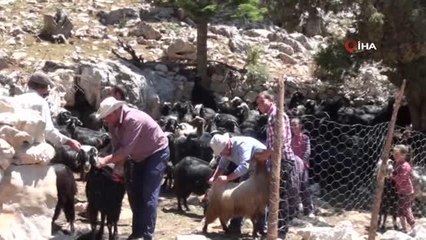 Yörüklerin keçi kırkma mesaisi başladı