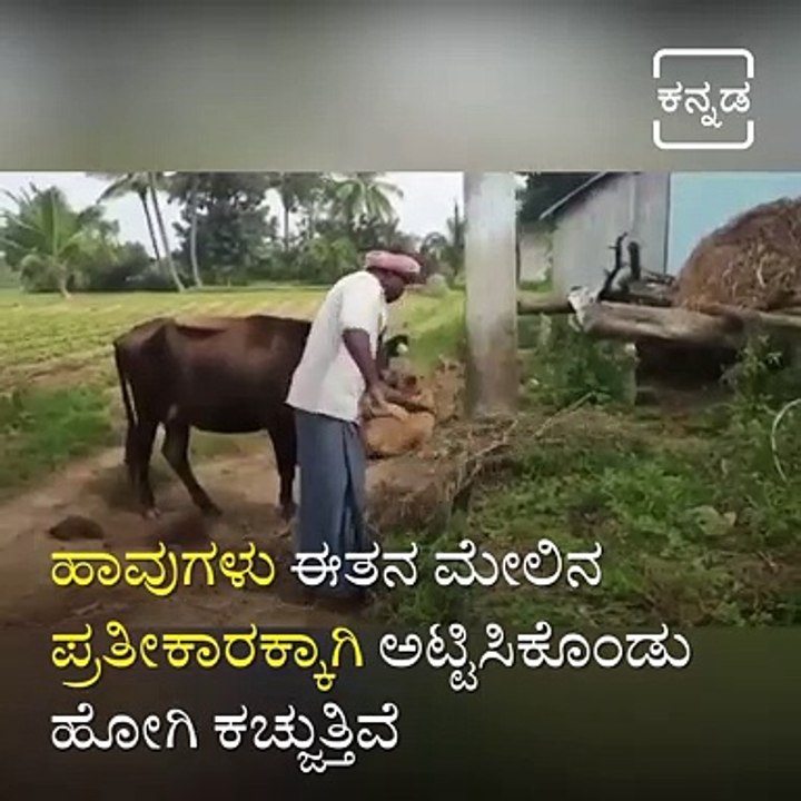 Snakes Take Revenge On 40 Year Old Man, Bites Him 72 Times In 4 Years