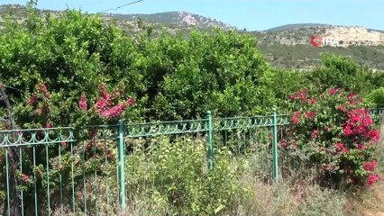 Çukurova’da korkutan kuraklık