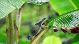 Nature Enjoy | Beautiful Birds | Mind Relaxing Sound