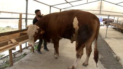 Sultanbeyli'deki kurban pazarının 1 tonluk 'Efe'si alıcısını bekliyor