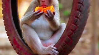 Monkey Sitting on Tyre and Eating Fruit