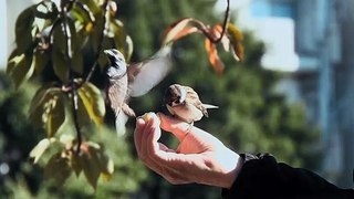 Feeding Bird's with hand