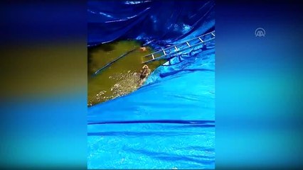Sulama havuzunda mahsur kalan tilki yavrusu kurtarıldı