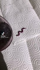 ستوري واتس ثعبان green tree python