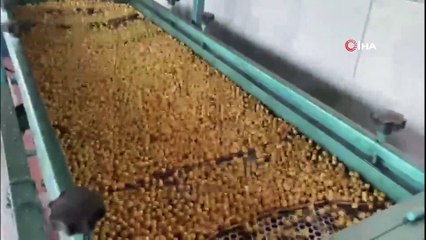 Pandemi yasakları leblebi üreticisine yaradı, üretim yüzde 30 arttı