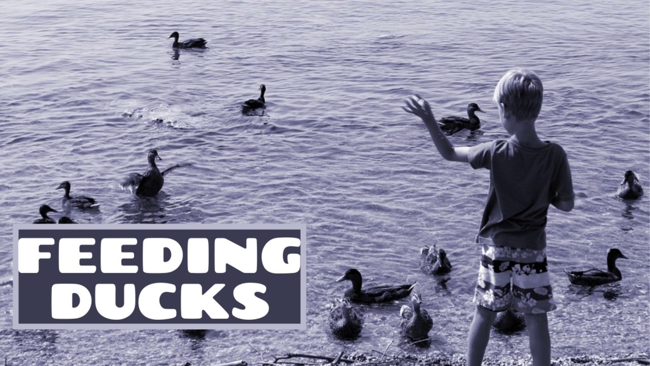 Feeding The Ducks At The Park | Feed Ducks | Kingdom of Awais