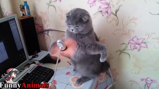 Funny Dog And Cat Vs Fan Videos Compilation 2017