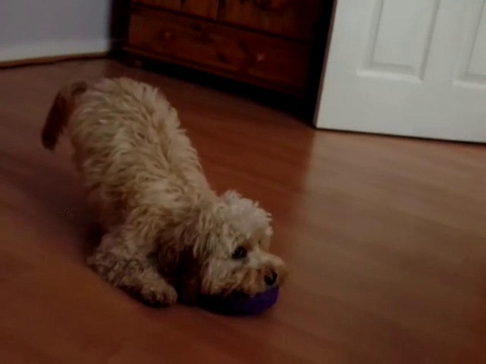 Blonde Cockapoo_Trim