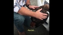 Il falco resta incastrato nell'auto, liberato