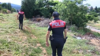 17 köpek ölü bulundu; işkence yapılıp zehirlenmiş