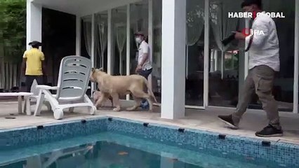 TikTok fenomeni aslan sahibine iade edildi