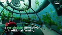 People are growing food in underwater greenhouses on the coast of Italy
