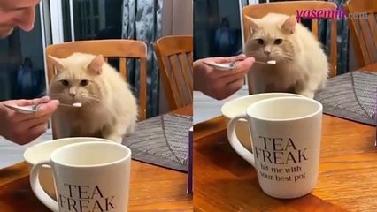 Ödül mamasını yiyen kedinin enteresan mutluluğu