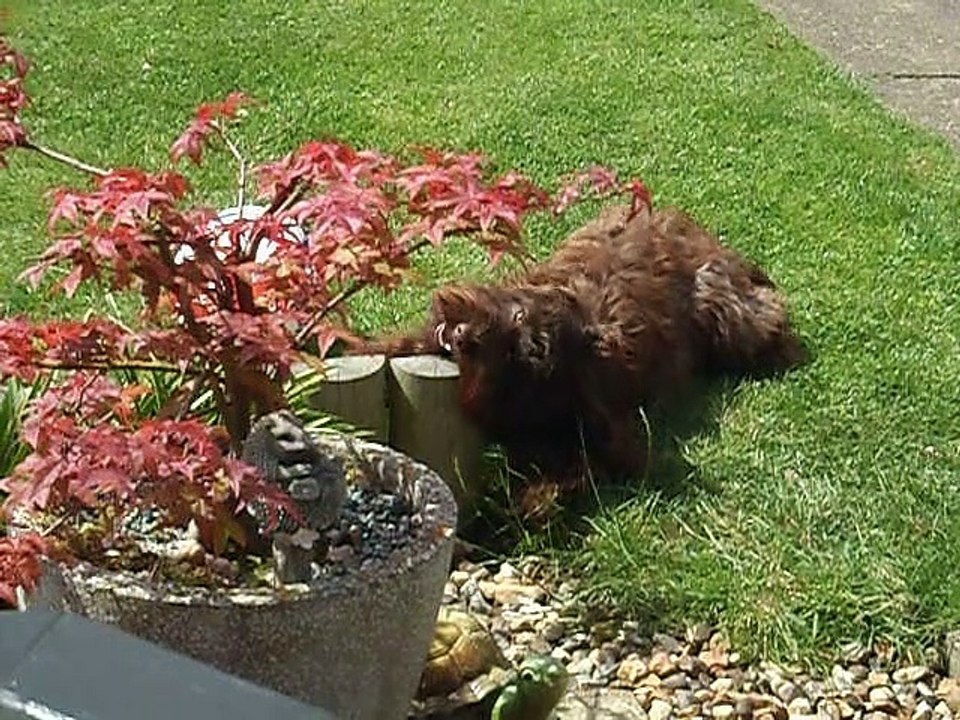 Cockapoo biting a small fence