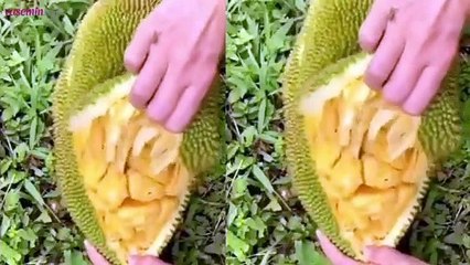 Ağaçta yetişen en büyük meyve! İnanılmaz faydalı...