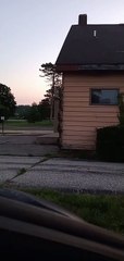 Racoon Family Forms an Orderly Line to Climb House