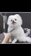 cute & funny dog |tik tok funny dog#short