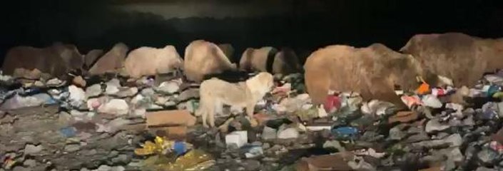 SARIKAMIŞ'TA AYILAR ÇÖPLÜĞE DADANDI, HALK GÖRMEYE GELİYOR