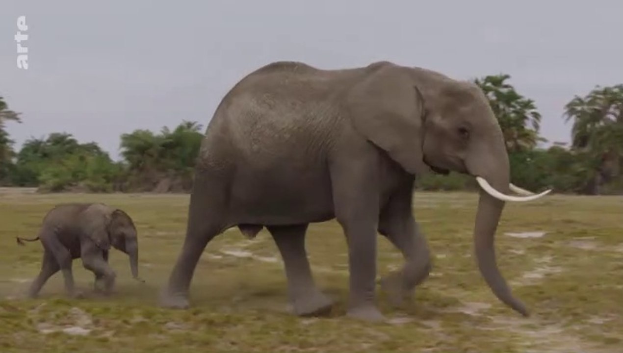 Les réseaux sociaux des animaux - Questions de personnalités