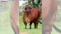 Hiç Brahman sığırı görmüş müydünüz? Dünyanın en gösterişli büyükbaş cinsi!